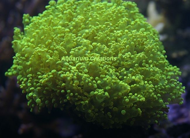 Picture of Metallic Green Frogspawn Coral, Australia