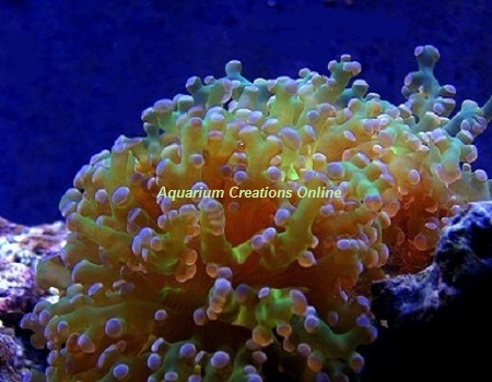 Picture of Purple & Green Branching Frogspawn Coral, Euphyllia divisa
