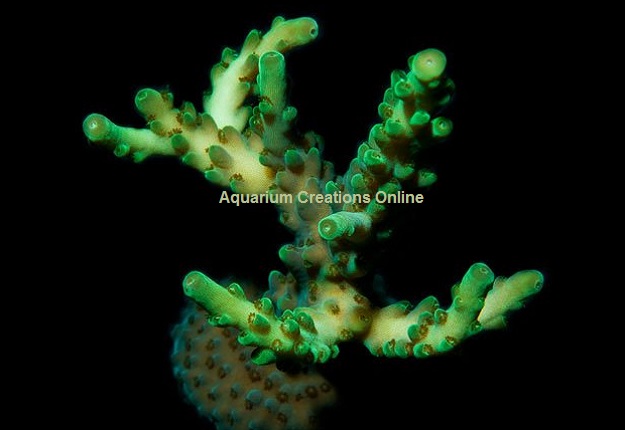 Picture of Gecko Green Acropora, Aquacultured By ORA®