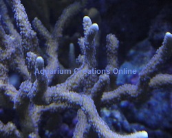 Picture of German Blue Polyp Digitata