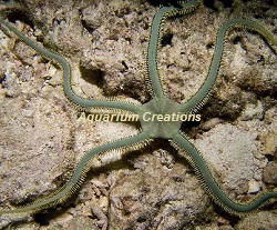 Picture of Green Brittle Star