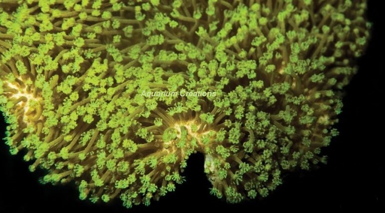 Picture of Green Polyp Leather Coral