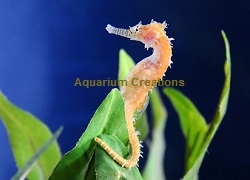 Picture of Captive-Bred Hippocampus barbouri Seahorse