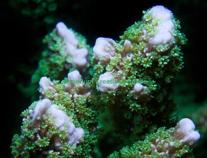 Picture of Jeremy's Green Montipora, ORA® Aquacultured