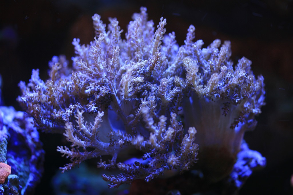 Picture of Kenya Tree Coral, Cultured