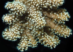 Picture of Loco Lobo Leather Coral