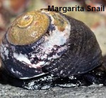 Picture of Margarita Snail