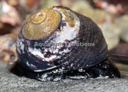 Picture of Margarita Snails