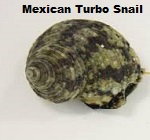 Picture of Mexican Turbo Snail