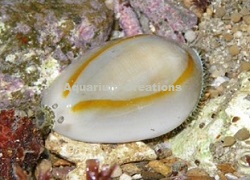 Picture of Money Cowrie