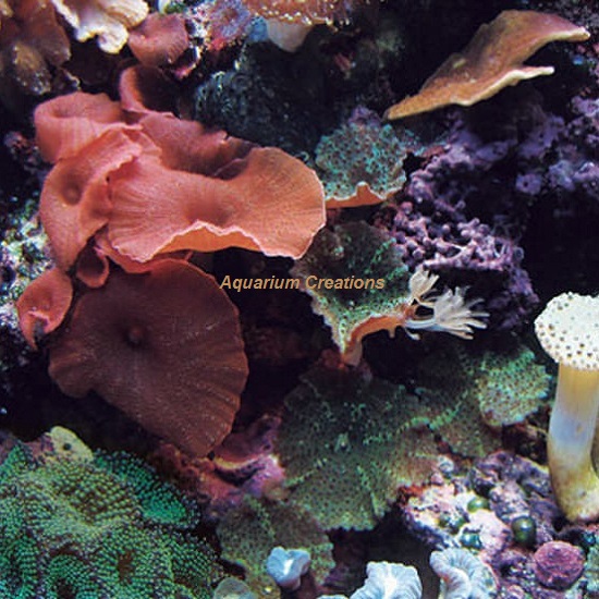 Picture of Assorted Mushroom Corals