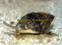 Picture of Nassarius Snails