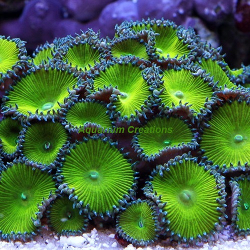 Picture of Nuclear Green Palythoa Polyps