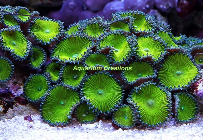 Picture of Nuclear Green Palythoa Polyps
