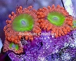Picture of Electric Oompa Loompa Polyps