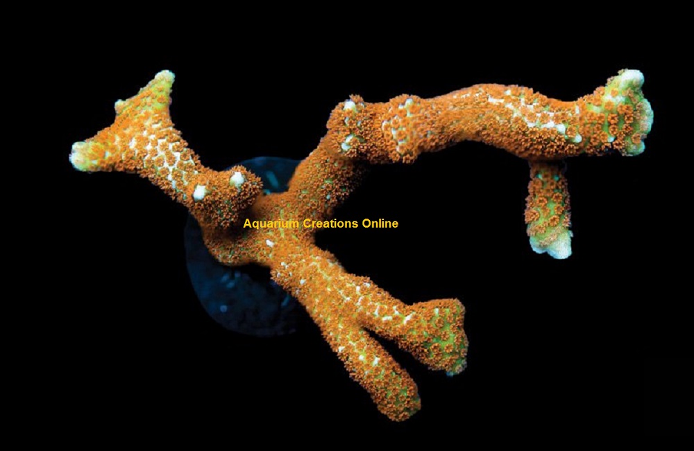 Picture of Orange Montipora Digitata, Aquacultured