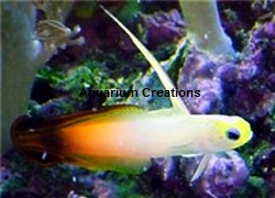 Picture of Orange Firefish