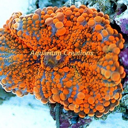 Picture of Orange Pacific Yuma Ricordea
