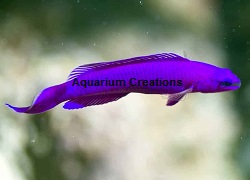 Picture of Orchid Dottyback, Captive Bred