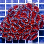 Picture of Lordhowensis Coral, Double Color, Micromussa lordhowensisa