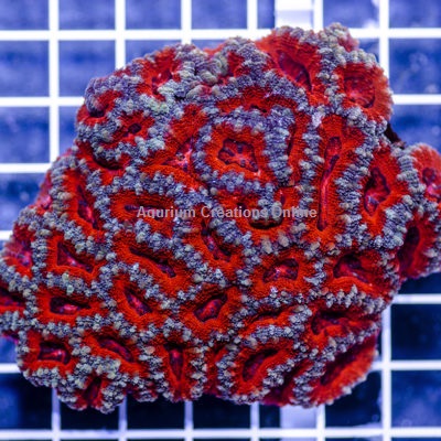 Picture of Two Color Acanthastrea lordhowensis Corals, Australia