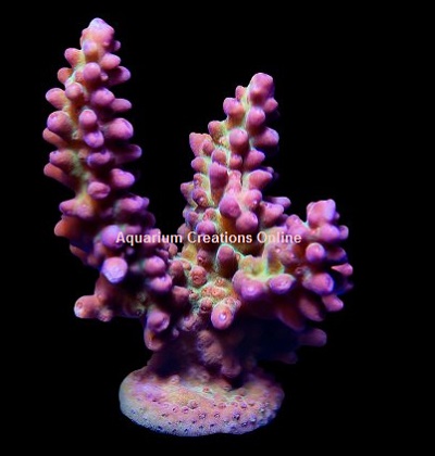 Picture of Pink & Green Acropora, Aquacultured by MIMF