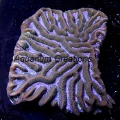 Platygyra Coral For Sale also refered to as Platy, Maze Brain or Worm Brain.
