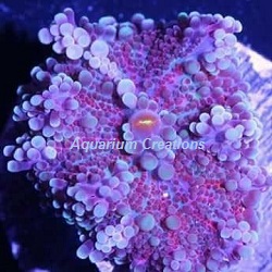 Picture of Pink Pacific Ricordea Yuma Mushroom Coral