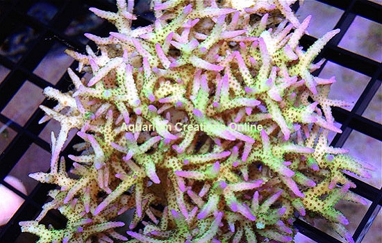 Picture of ORA Ponape Birdnest Coral, Aquacultured by ORA®