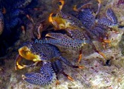 Picture of Spotted Porcelain Crabs