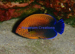 Picture of Potters Angelfish, Centropyge potteri, Hawaii