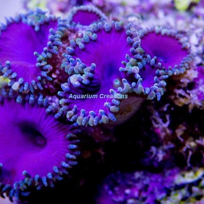 Picture of Purple Death Palythoa Polyps