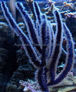 Picture of Purple Ribbon Gorgonian