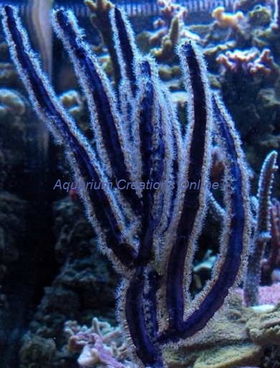 Picture of Purple Ribbon Gorgonian