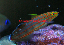 Picture of Rainfordi Goby