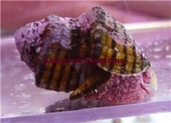 Picture of Red Foot Conch