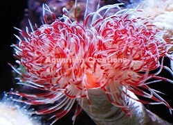 Picture of Large Hard Tube Coco Worm