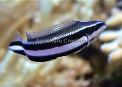 Picture of Sankeyi Dottyback