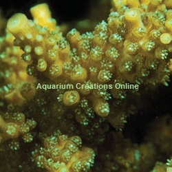 Picture of Green Tip Staghorn Acropora, Aquacultured by ACOL