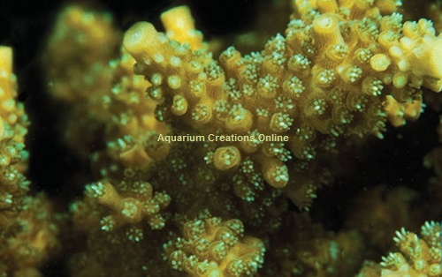 Picture of ORA Scripps Green Tip Staghorn Acropora, Aquacultured by ORA®