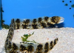 Picture of a Snowflake Eel