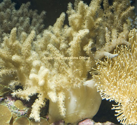 Picture of Spaghetti Finger Leather Coral