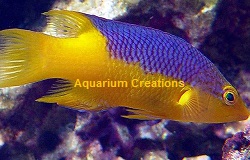 Picture of Spanish Hogfish