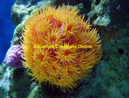 Picture of Orange Sun Polyp Coral, Orange Tubastrea