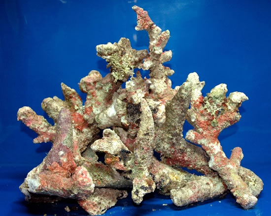 Coral reef bone tonga branch live rock decorative piece clean replica WYSIWYG