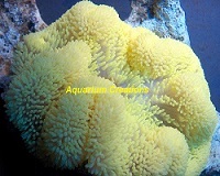 Picture of Yellow Carpet Anemone