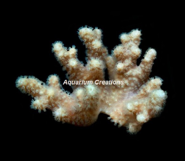 Picture of Yellow Polyp Finger Leather Coral