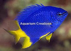 Picture of Yellow Tail Damselfish