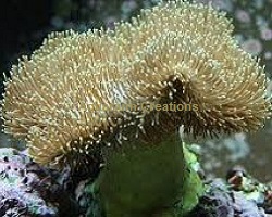 Picture of Yellow Toadstool Leather Coral
