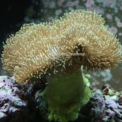 Picture of Toadstool Leather Coral